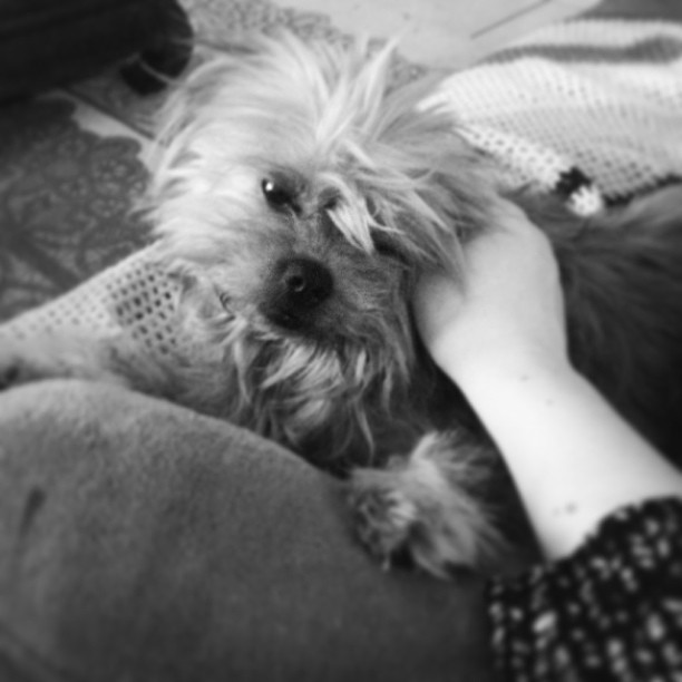 Cuddles <3  #dog #dogsofinstagram #petsofinstagram #lovehim